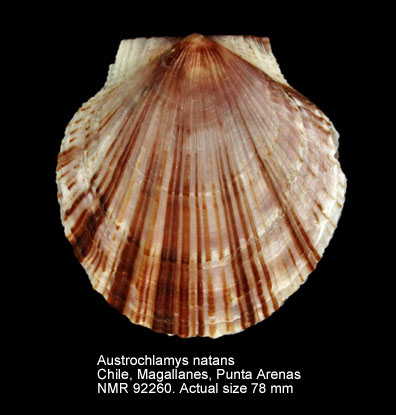 Austrochlamys natans.jpg - Austrochlamys natans (Philippi,1845)